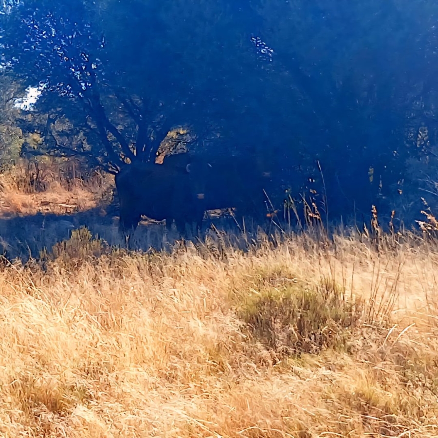 Commercial Property for Sale in Reivilo Northern Cape